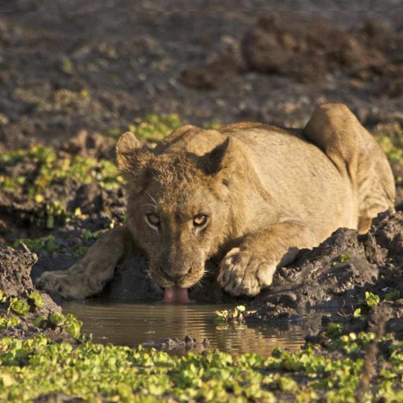 Lioness - Exploring Southern Luangwa