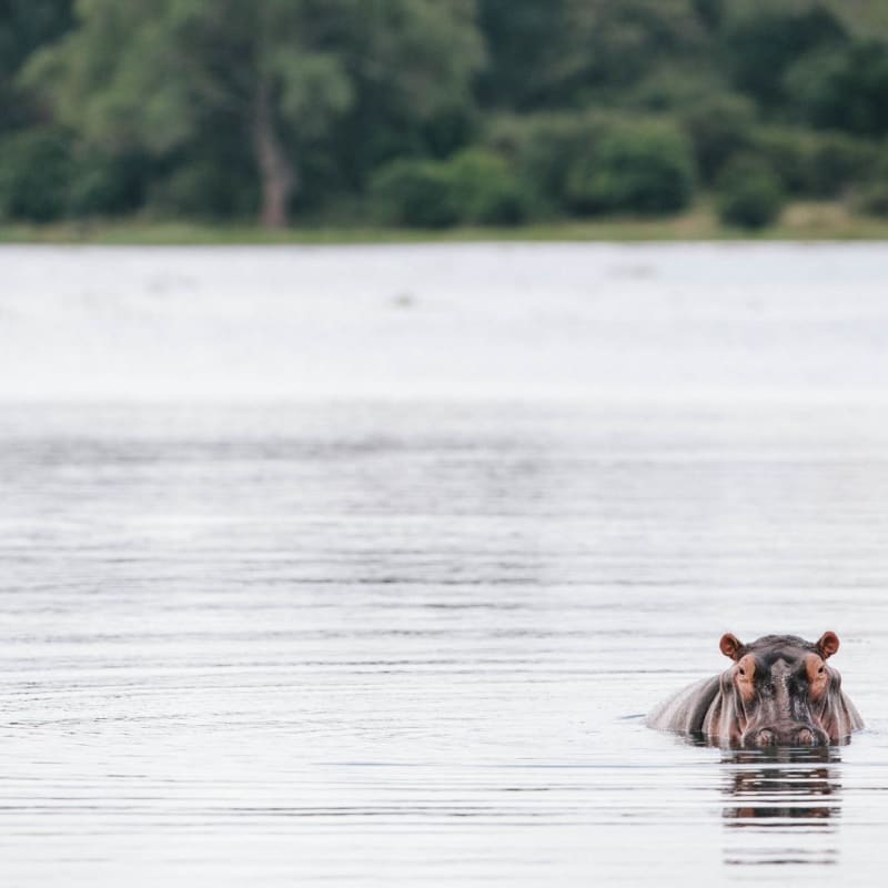 Hippo wallowing - Chilo Gorge Safari Lodge