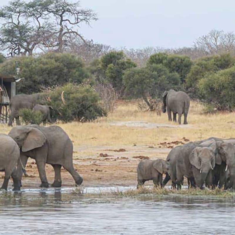 Elephants 