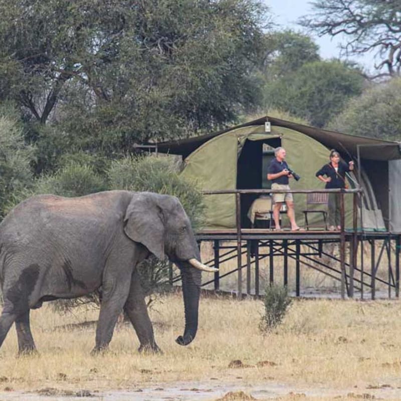 Elephant  
