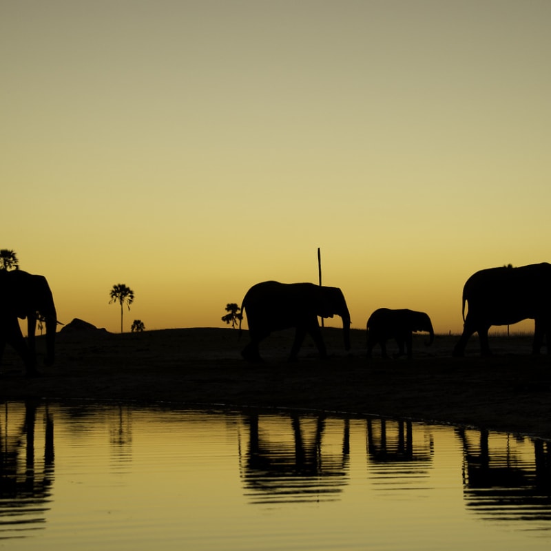 Elephants - Little Makalolo Camp