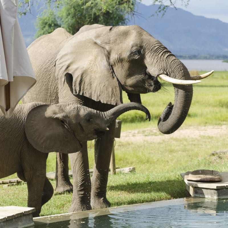 Elephant drinking from the pool - Rukomechi Camp