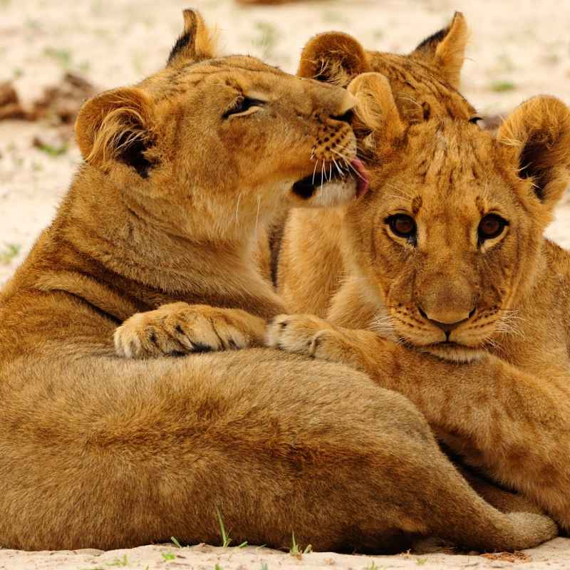 Lion Cubs