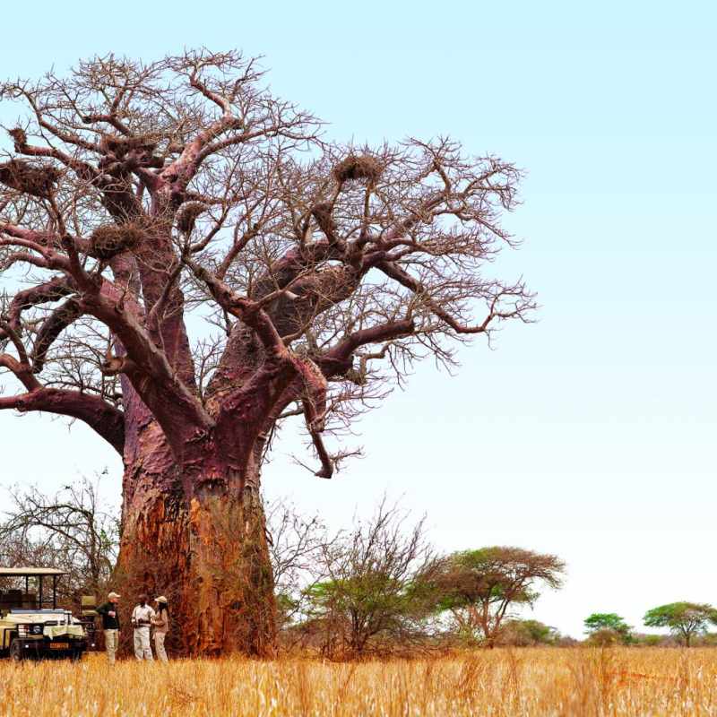 Baobab tree near Singita Pamushana - Family Holiday Off the Beaten Track in Zimbabwe