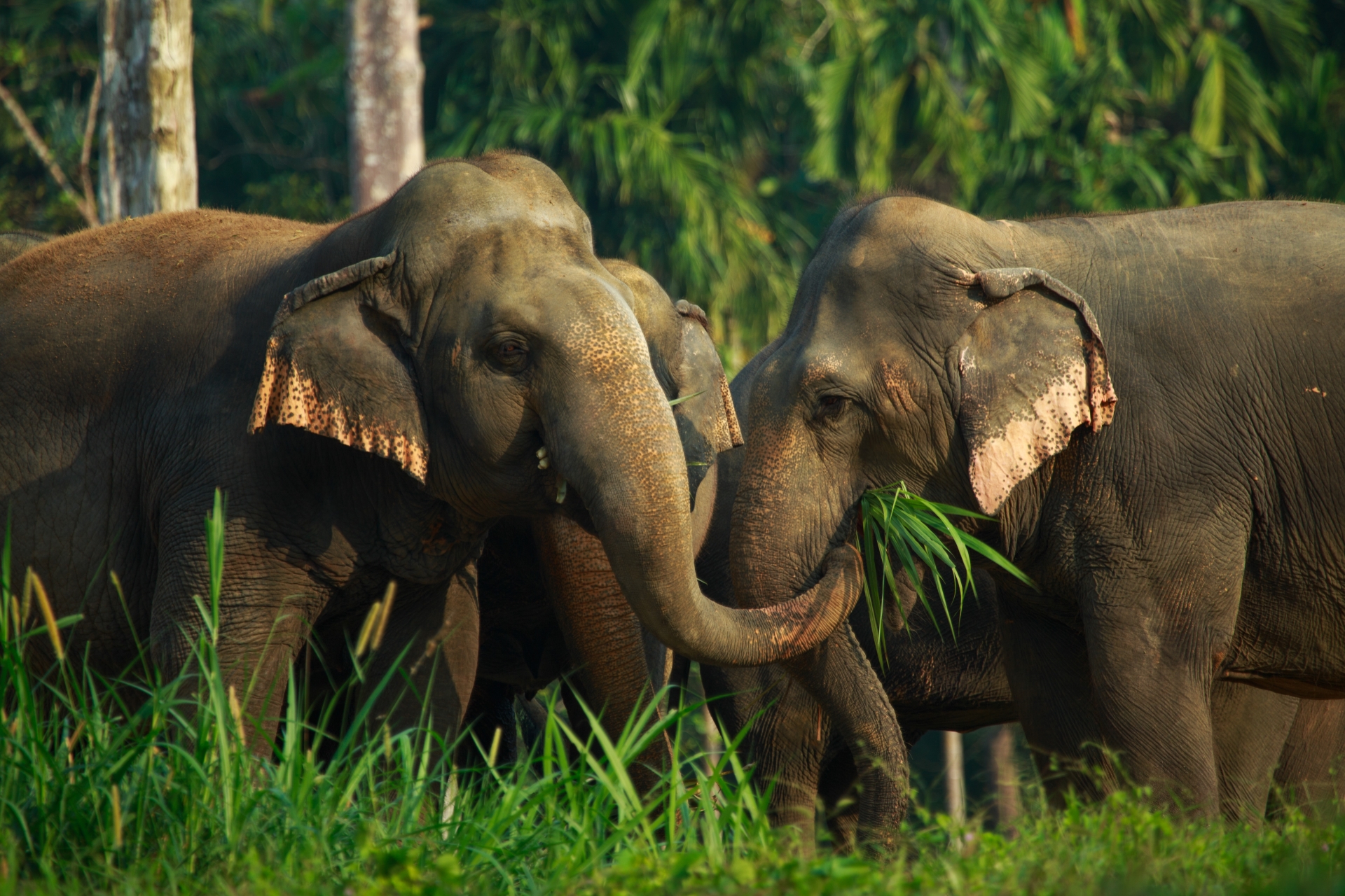 Wild Encounters: Laos and Thailand 