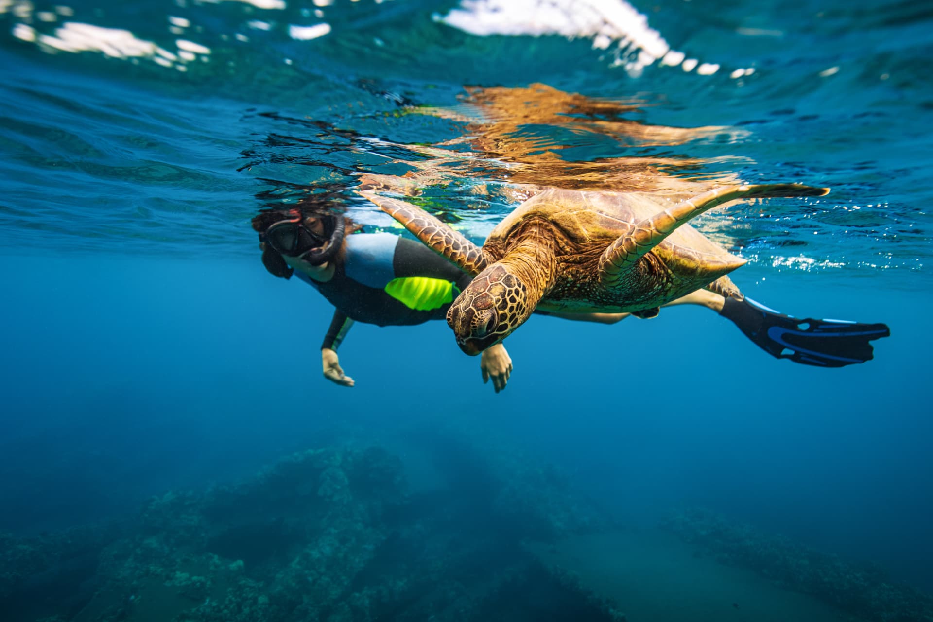 Wild Encounters: Hawaii 