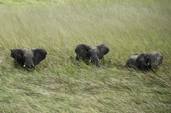 Elephant  - Busanga Bush Camp
