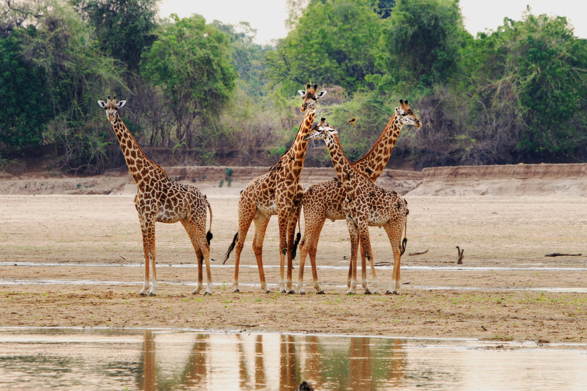 Limitless Zambia 