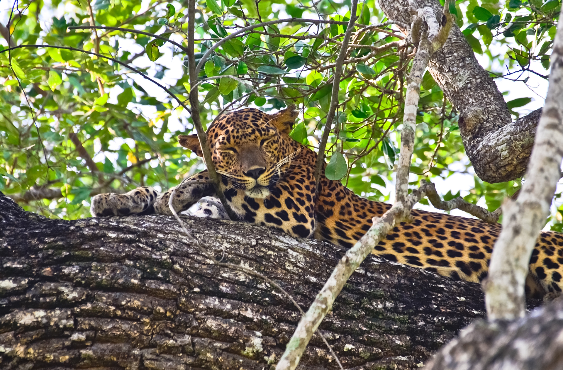 Family Fun in Sri Lanka