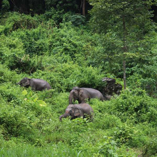 Wildlife Welfare in Tourism: What Are We Doing? 