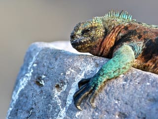 Q&A: Galapagos islands