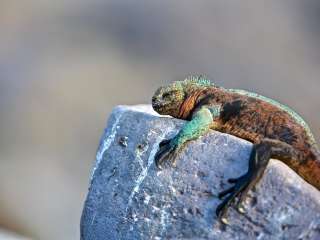 Family Fun in Galapagos 