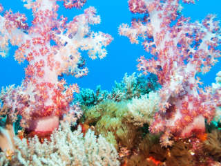 Top 5 dive destinations in Fiji