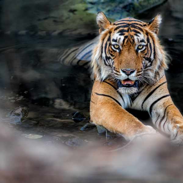 Luxury India Safaris and Wildlife Tours