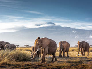 Africa Safari Holidays
