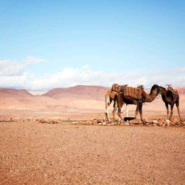 Five Reasons Why Morocco is a Great Family Destination