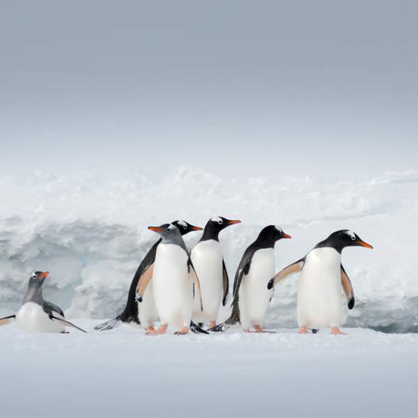 Polar