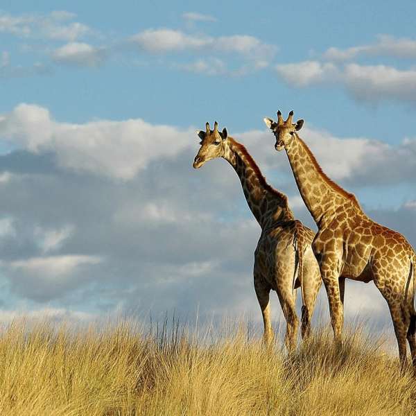 South Africa for Families