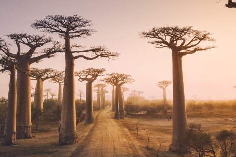 Madagascar