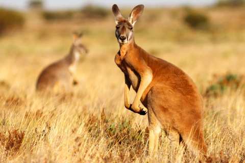 Australia