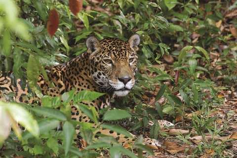 Protecting Wildlife in Tourism