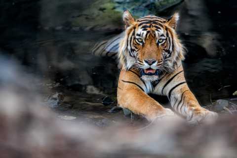 India Safaris and Wildlife Tours