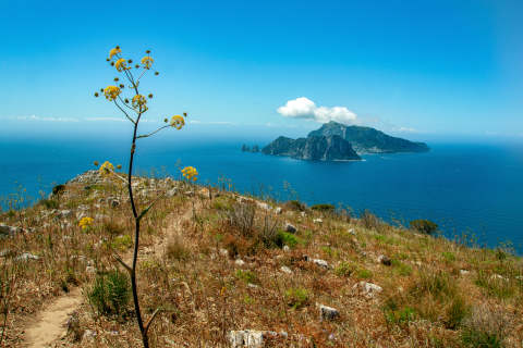 Wild Encounters: Italy