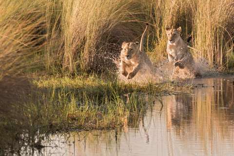 Top 10 Wildlife Experiences