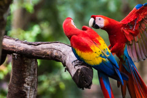 Wildlife in Latin America