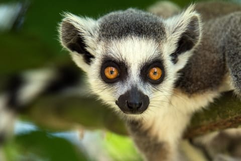 Wild Madagascar Luxury Tours in Madagascar Scott Dunn US
