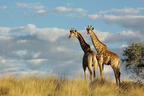 South Africa for Families
