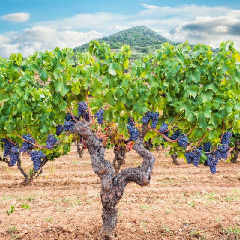 vineyard