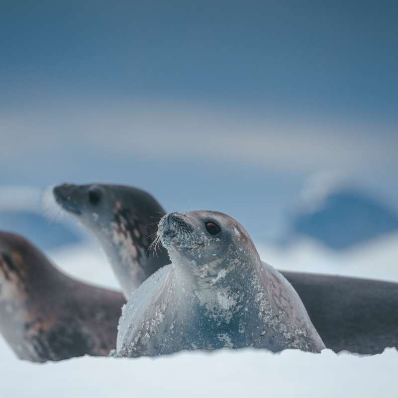 Crab eater seals