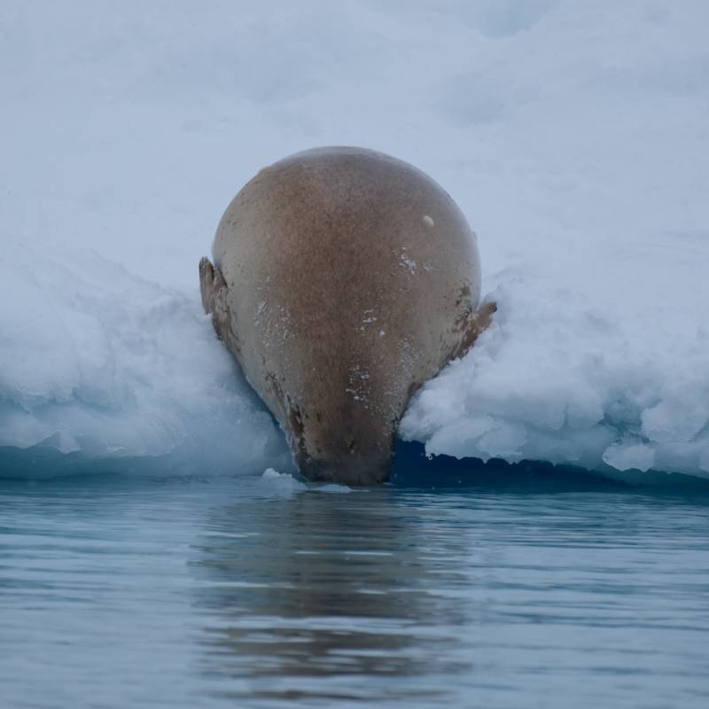 Weddell Seal