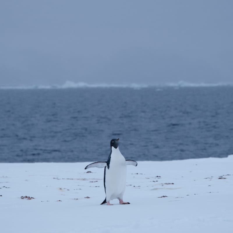 Penguin on ice floe