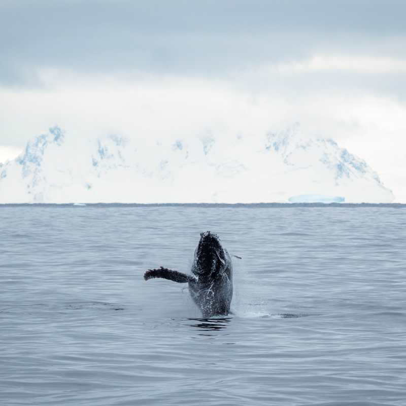 Humpback Whale Breaching