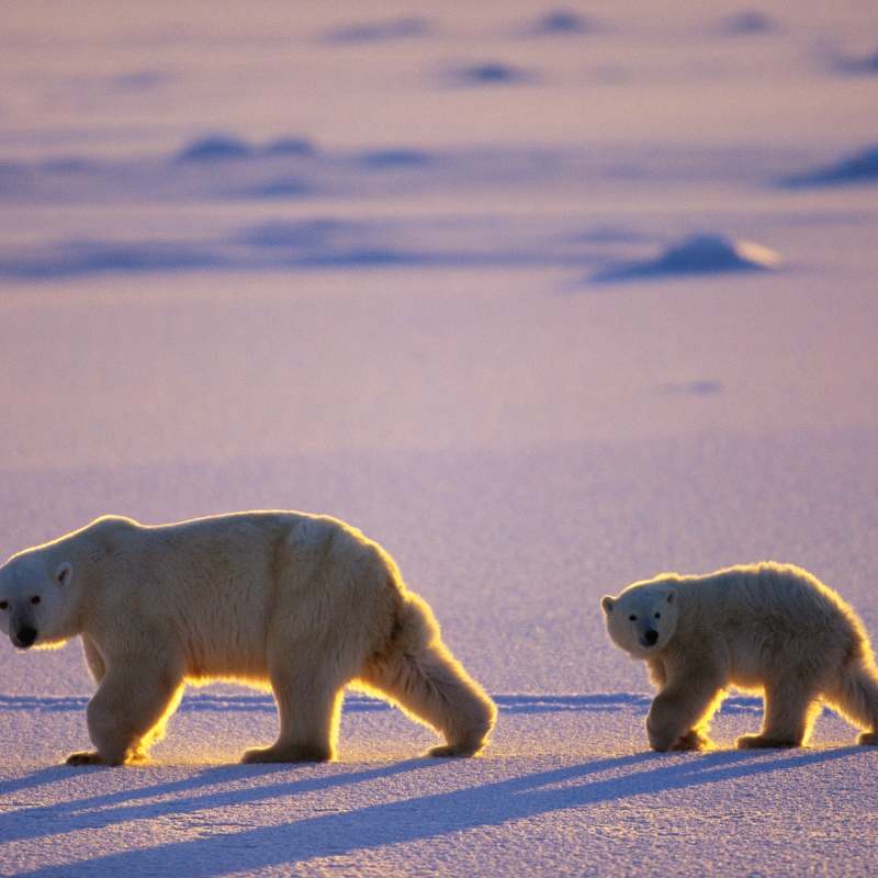 Polar Bear and Cub