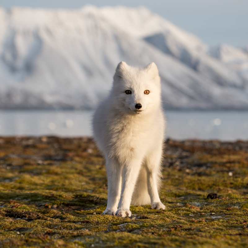 Arctic Fox