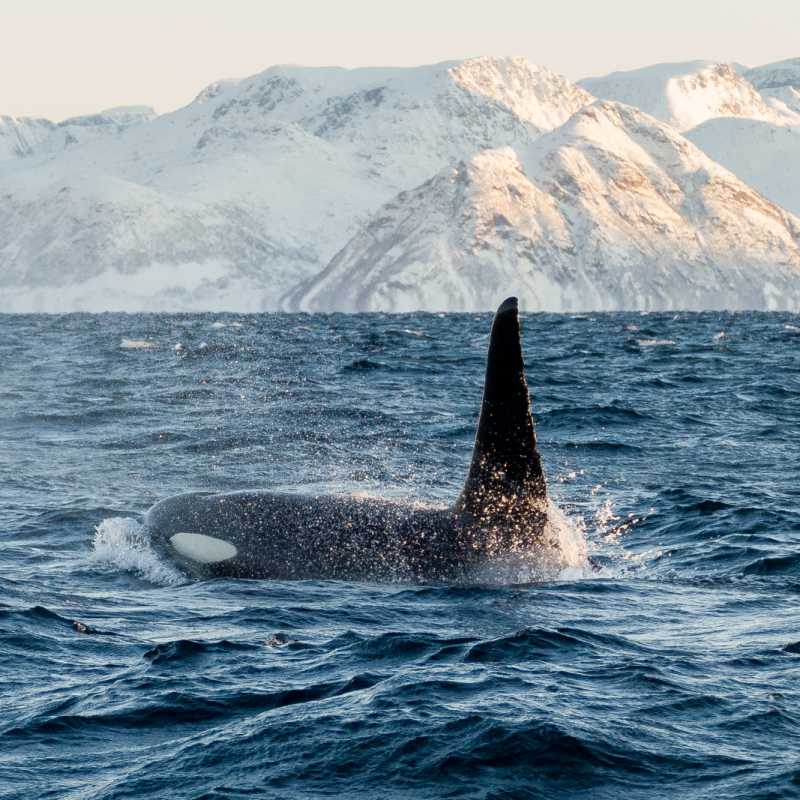 Orca