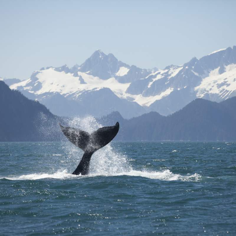 Whale