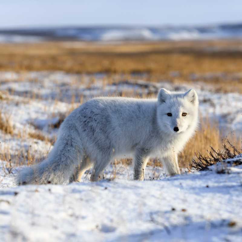 Arctic Fox 