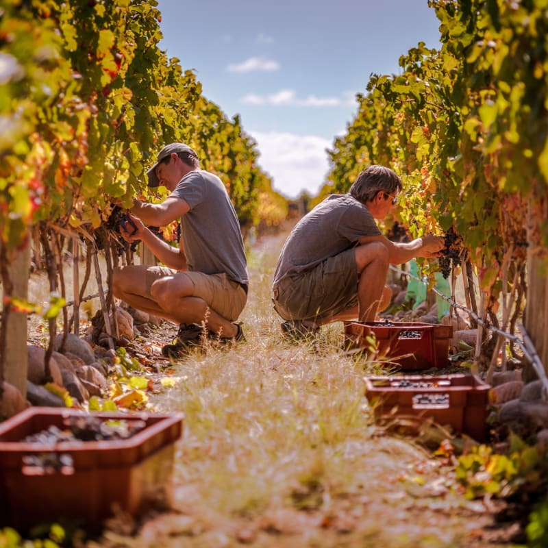 Grape picking - The Vines Resort & Spa