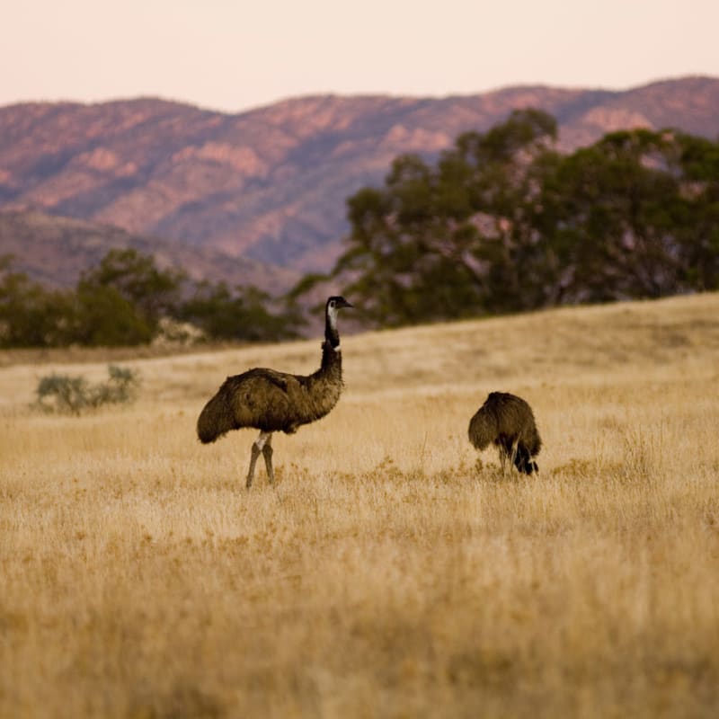 Emus - Arkaba