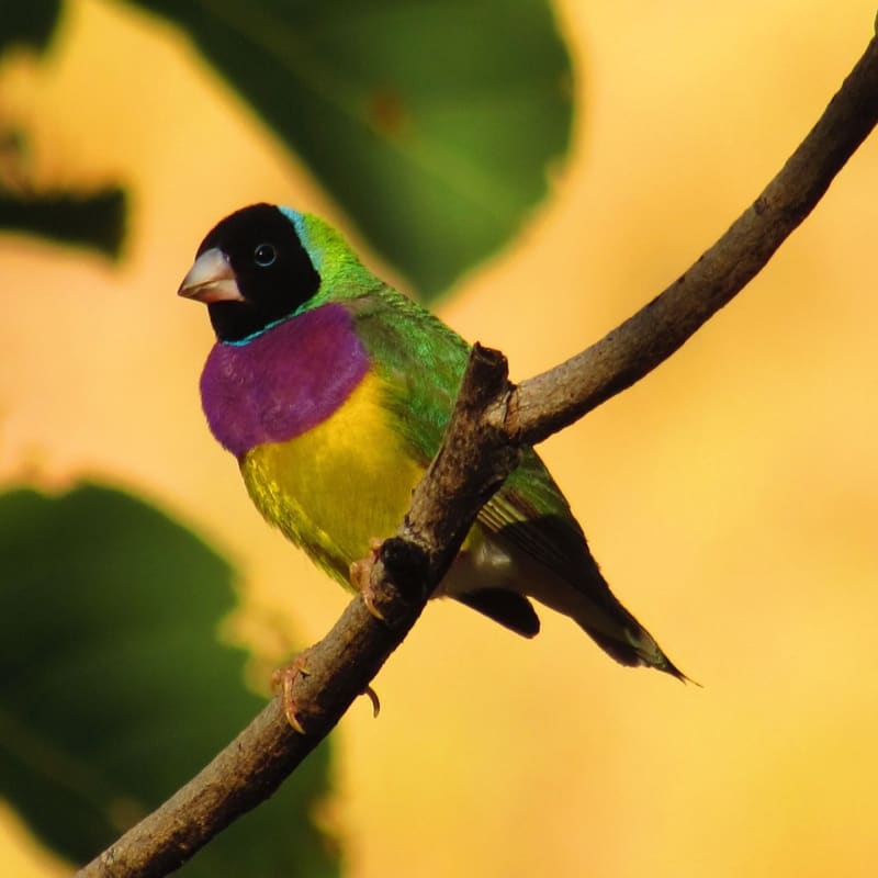 Gouldin Finch - El Questro Homestead 