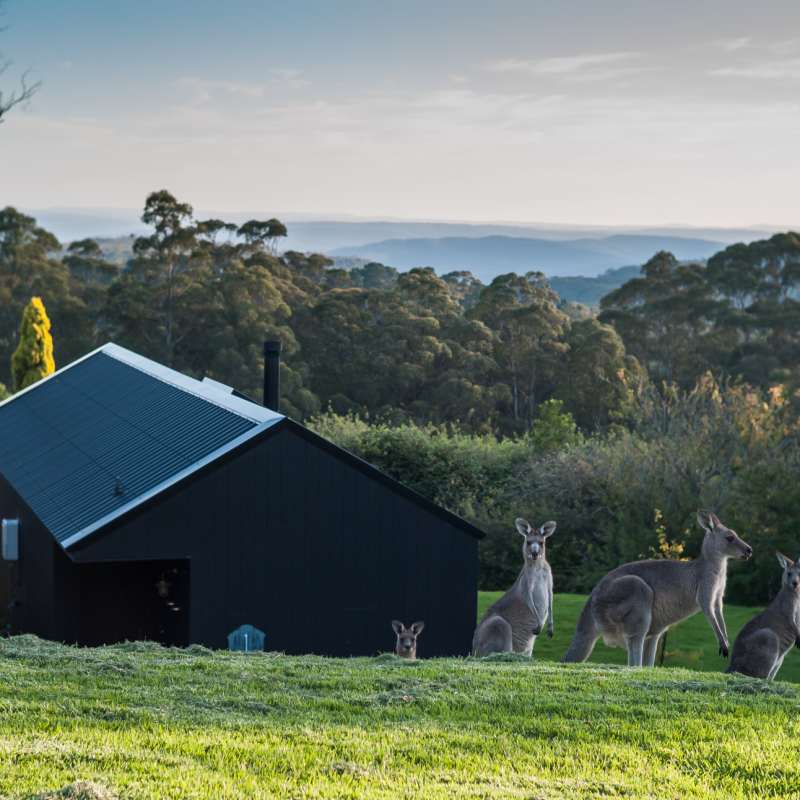 Kangaroo Near the Forest Lodges
