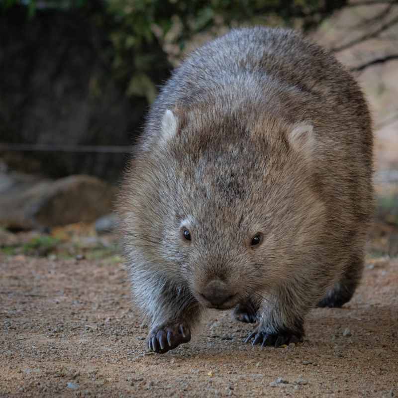 Wombat 