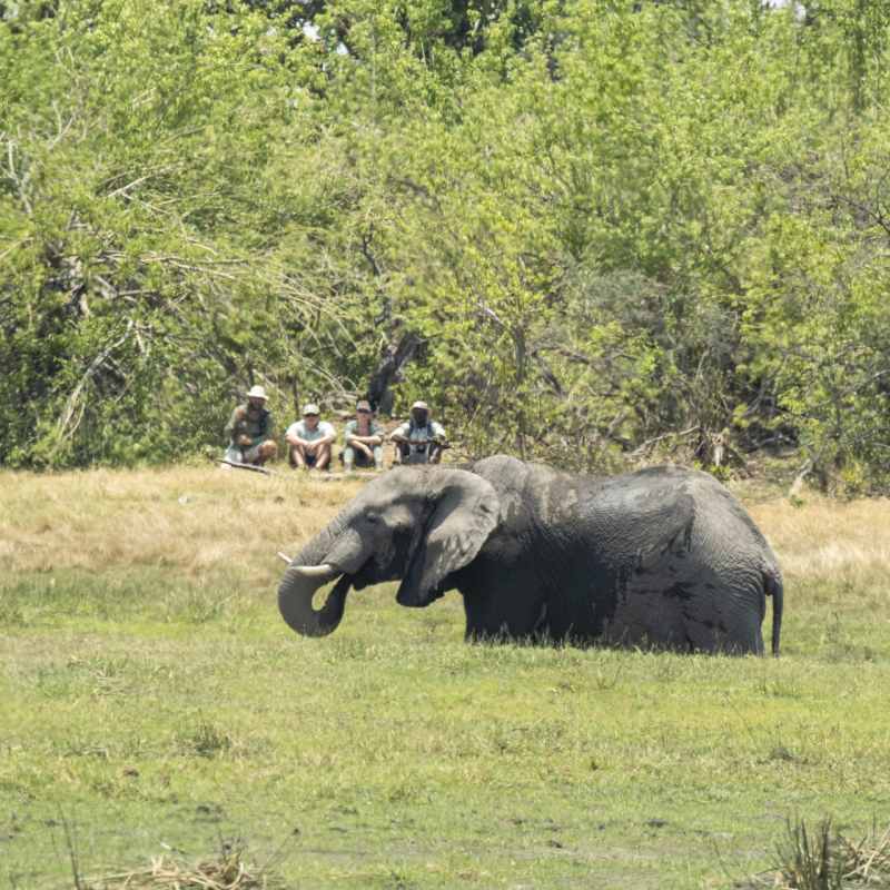 Up close to Wildlife
