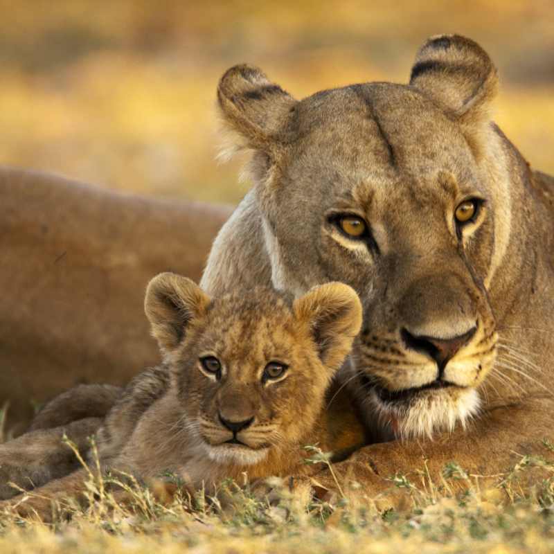 Lioness and cub at Selinda Camp