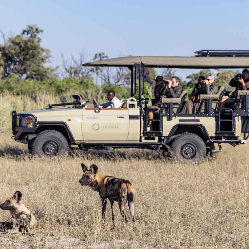 Game drive with wild dog 