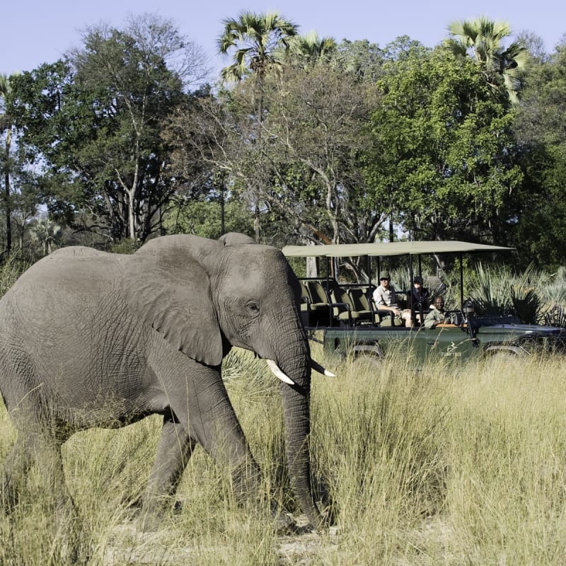 Elephant on a game drive - Tubu Tree Camp